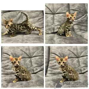 Photo №2 to announcement № 123968 for the sale of bengal cat - buy in Russian Federation private announcement