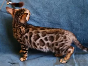 Photo №4. I will sell bengal cat in the city of Minsk. private announcement, from nursery, breeder - price - 473$