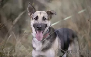 Photo №3. Strong and brave dog Max in good hands. Russian Federation