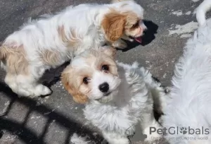 Photo №3. Affectionate Cavachon puppies. Lithuania