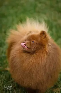 Additional photos: German Spitz brown