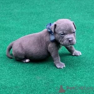 Photo №1. french bulldog - for sale in the city of Филадельфия | 360$ | Announcement № 39671