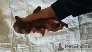 Additional photos: Toy terrier puppies