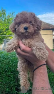 Additional photos: Poodle puppies