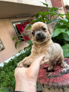 Additional photos: Selling three Chihuahua boys with official documents and vaccinated