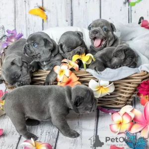 Photo №1. french bulldog - for sale in the city of Henderson | 500$ | Announcement № 129539