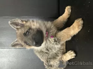 Photo №3. German Shepherd puppies. Moldova