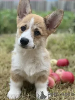 Additional photos: Welsh Corgi Puppies