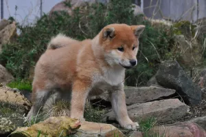 Photo №3. Bitch Shiba Inu. Russian Federation