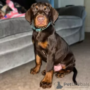 Photo №2 to announcement № 78823 for the sale of dobermann - buy in Sweden private announcement