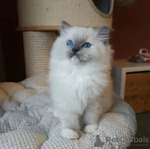 Photo №2 to announcement № 131260 for the sale of ragdoll - buy in Australia breeder