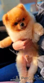 Photo №4. I will sell pomeranian in the city of Werbass.  - price - negotiated