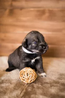 Photo №1. standard schnauzer - for sale in the city of Kharkov | 393$ | Announcement № 5805