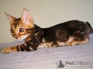 Additional photos: Bengal kittens