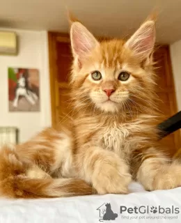 Photo №3. Maine coon. United States