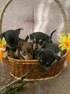 Additional photos: Selling toy terrier puppies