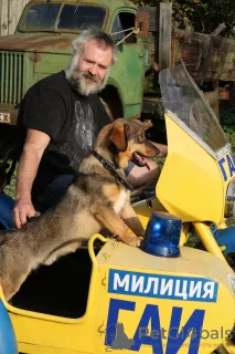 Photo №4. I will sell non-pedigree dogs in the city of Москва. private announcement - price - Is free