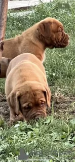 Additional photos: Dogue de Bordeaux puppies