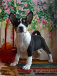 Additional photos: Basenji Champion Bloodlines Pups, FCI Pedigree