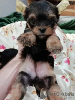 Additional photos: Yorkie/Kawaiiork puppies