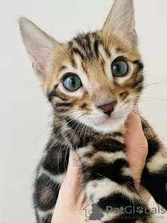 Additional photos: Bengal kittens