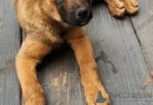 Photo №2 to announcement № 126900 for the sale of malinois - buy in Germany private announcement