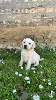 Photo №1. labrador retriever - for sale in the city of Jakovo | negotiated | Announcement № 100940