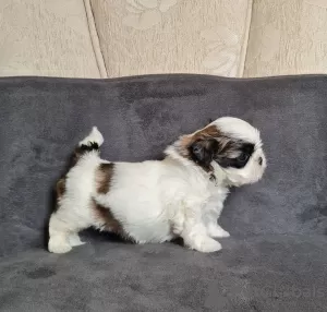 Photo №2 to announcement № 54873 for the sale of shih tzu - buy in Romania breeder