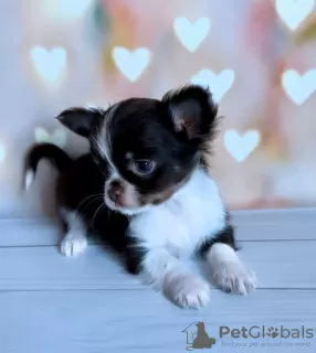 Photo №4. I will sell chihuahua in the city of Munich. private announcement, breeder - price - 269$