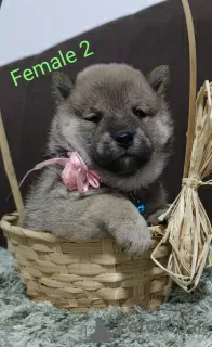 Photo №3. Shiba Inu puppies for sale. Serbia