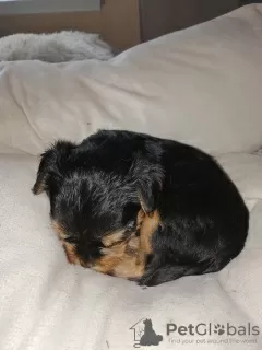 Additional photos: Baby-face Yorkie puppies looking for a new home.