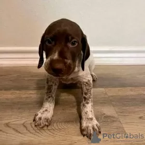 Photo №1. german shorthaired pointer - for sale in the city of Leverkusen | 687$ | Announcement № 120865