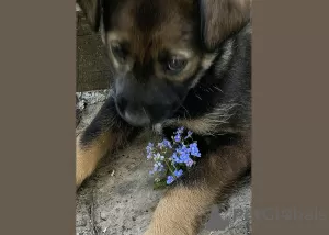 Photo №3. Puppy Michelle, 2 months old, is urgently looking for a home. Belarus