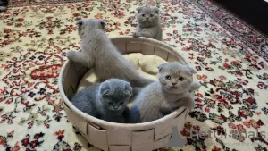 Photo №1. scottish fold - for sale in the city of Pritzwalk | 520$ | Announcement № 27455