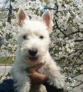 Photo №3. Puppies West Highland White Terrier. Girl. Nursery KSU. Ukraine