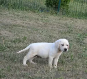 Photo №4. I will sell labrador retriever in the city of Stubline. breeder - price - negotiated