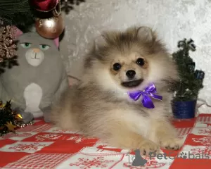 Photo №1. pomeranian - for sale in the city of Kharkov | 400$ | Announcement № 8198