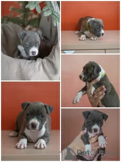 Photo №4. I will sell american staffordshire terrier in the city of Москва. breeder - price - negotiated