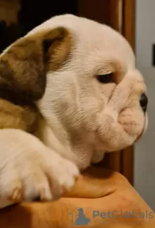 Additional photos: English bulldog boy