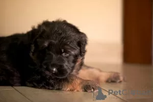 Photo №3. German Shepherd puppies. Ukraine