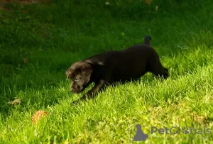 Photo №2 to announcement № 123394 for the sale of labrador retriever - buy in Serbia 