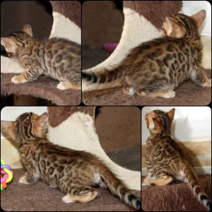 Additional photos: Bengal kittens kittens