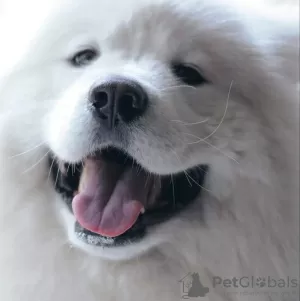 Photo №1. Mating service - breed: samoyed dog. Price - 175$