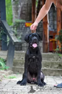 Photo №3. Cane Corso puppy. Serbia