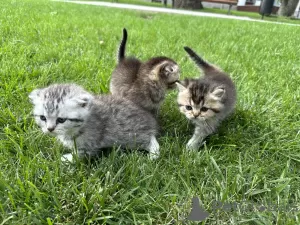 Additional photos: Scottish kittens - Scottish fold and Scottish straight