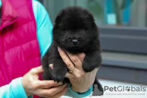 Photo №3. Eurasier puppies. Latvia