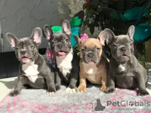 Photo №1. french bulldog - for sale in the city of Rostov-on-Don | 609$ | Announcement № 10776