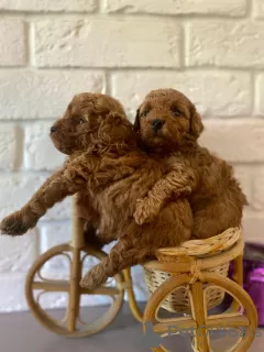 Additional photos: Toy poodle puppies are red