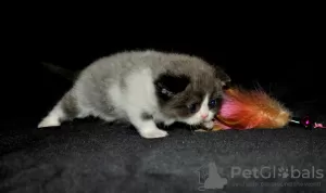 Additional photos: Scottish Fold