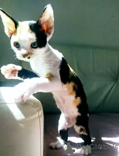 Additional photos: Devon Rex kittens